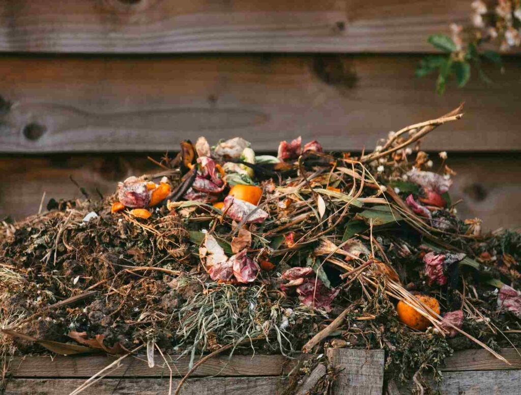 A compost heap with food scraps.