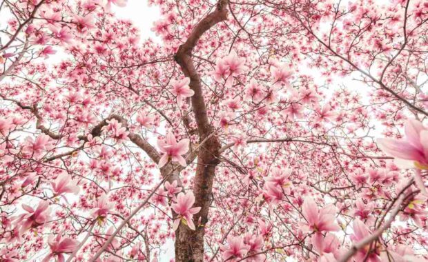 Pink magnolia blossoms growing on a tree.