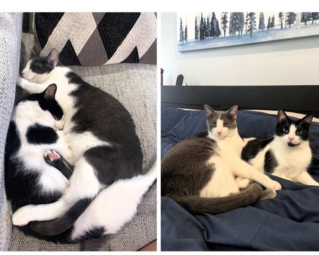 A gray and white cat named Gandalf snuggles with a black and white cat named Jyn.