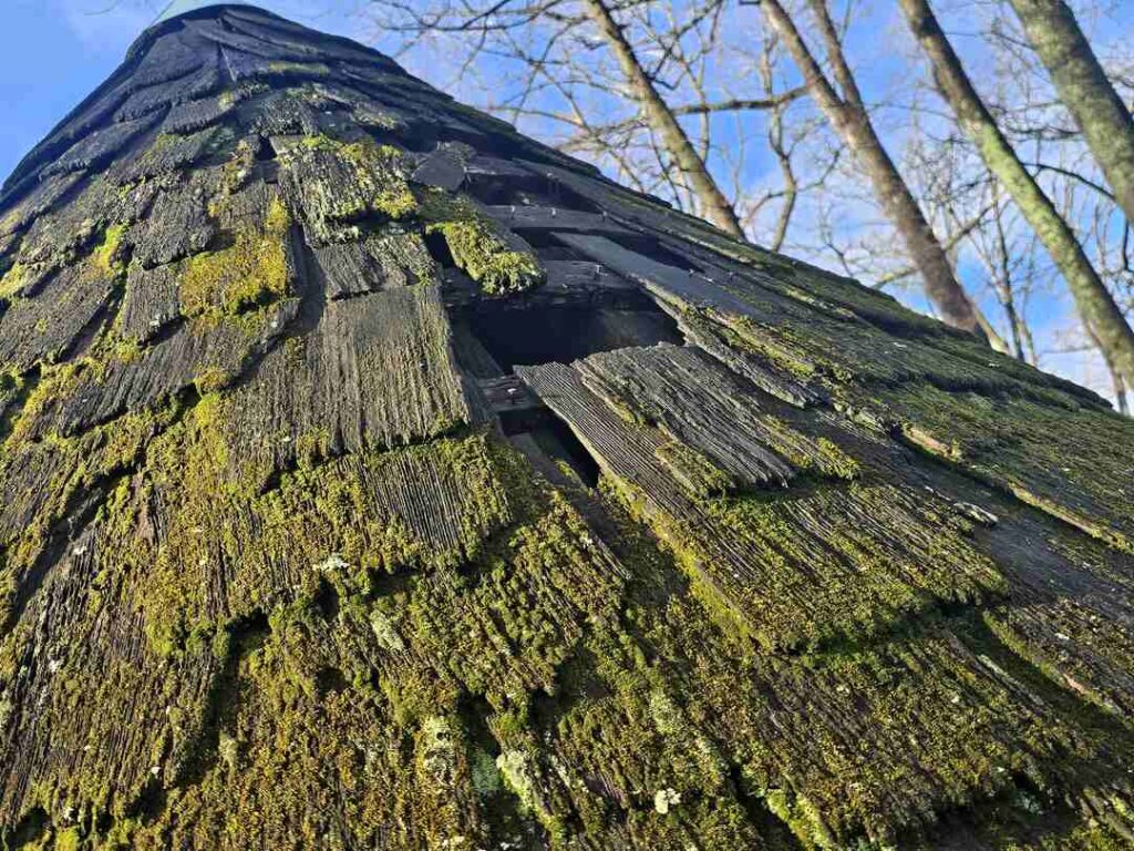 Close-up of old cedar shake shingles covered with moss.